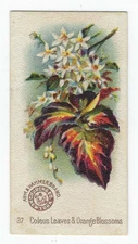 Coleus Leaves Arm & Hammer Beautiful Flowers Card Church & Co Narrow Size #37
