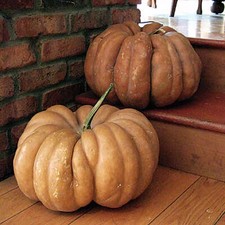 15 Fairytale Pumpkin Seeds Heirloom Annual Non-GMO Free Shipping
