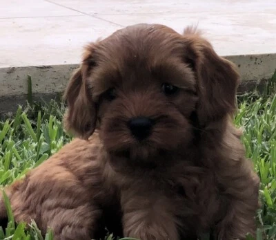 cavoodles for sale gumtree
