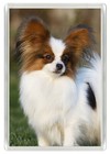 PAPILLON LOVELY DOG HEAD ART PRINT ACRYLIC NOVELTY FRIDGE MAGNET GREAT GIFT