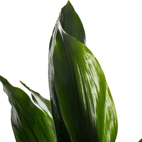 Cast Iron Plant Aspidistra Elatior Indoor House Plants Evergreen Tall Exotic - Picture 17 of 22