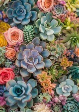 Diamond Art Kits for Adults,Succulent Plants 11.8x15.7inch, KM545-1