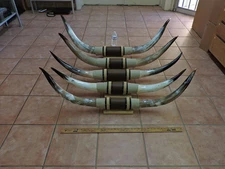 MOUNTED STEER BULL HORNS 4'0" -4'5" TIP TO TIP (1 SET) COW BULL HORNS LONGHORN