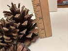 LOT of 52, various sizes of TN Pine Cones 1" to 3” Fall/Holiday Deco or Crafts — photo 8