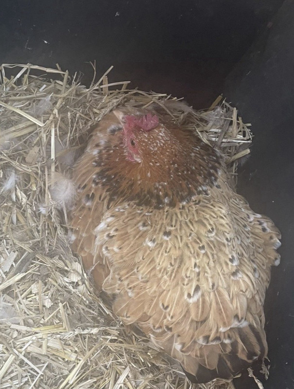 12 Bantam Cochin Hatching Eggs-Calico