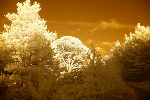 Infrared Filter, Aerochrome / IR-chrome 55mm filter *** SEE VIDEO *** UK Seller - Picture 19 of 21
