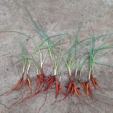 10 x Yucca coahuilensis, 2 lata, gołe korzenie