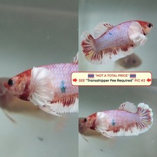 Live Betta Fish Thailand -- Candy Dumbo HMPK Female