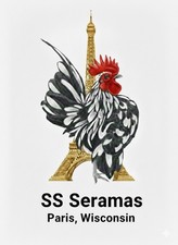 American/Traditional Serama Fertile Hatching Eggs Show Quailty 12 