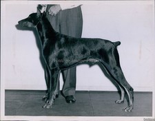 1948 Doberman Pinscher Cunar Of Wesleys Chagrin Falls O Barlow Animals 7X9 Photo