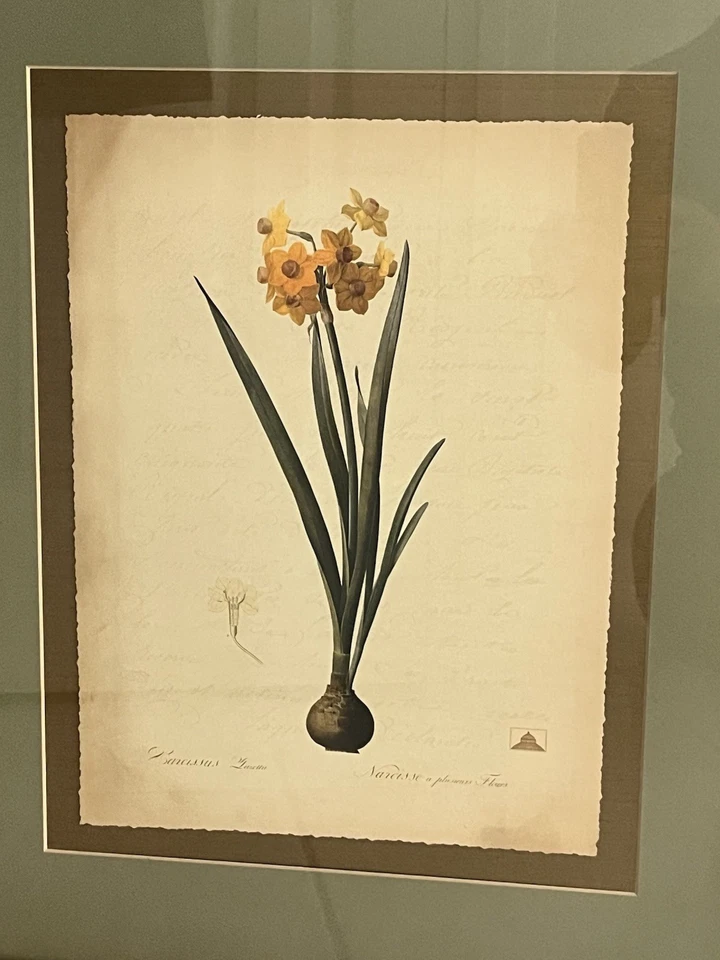 Impresiones enmarcadas en 4 colores Pierre-Joseph Redoute Jardín Botánico de Nueva York Foto 3 de 4