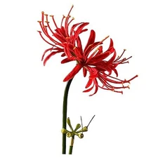4 Stems 26.38'' Artificial Spider Lily Flowers Lycoris Radiata for Home Garden 