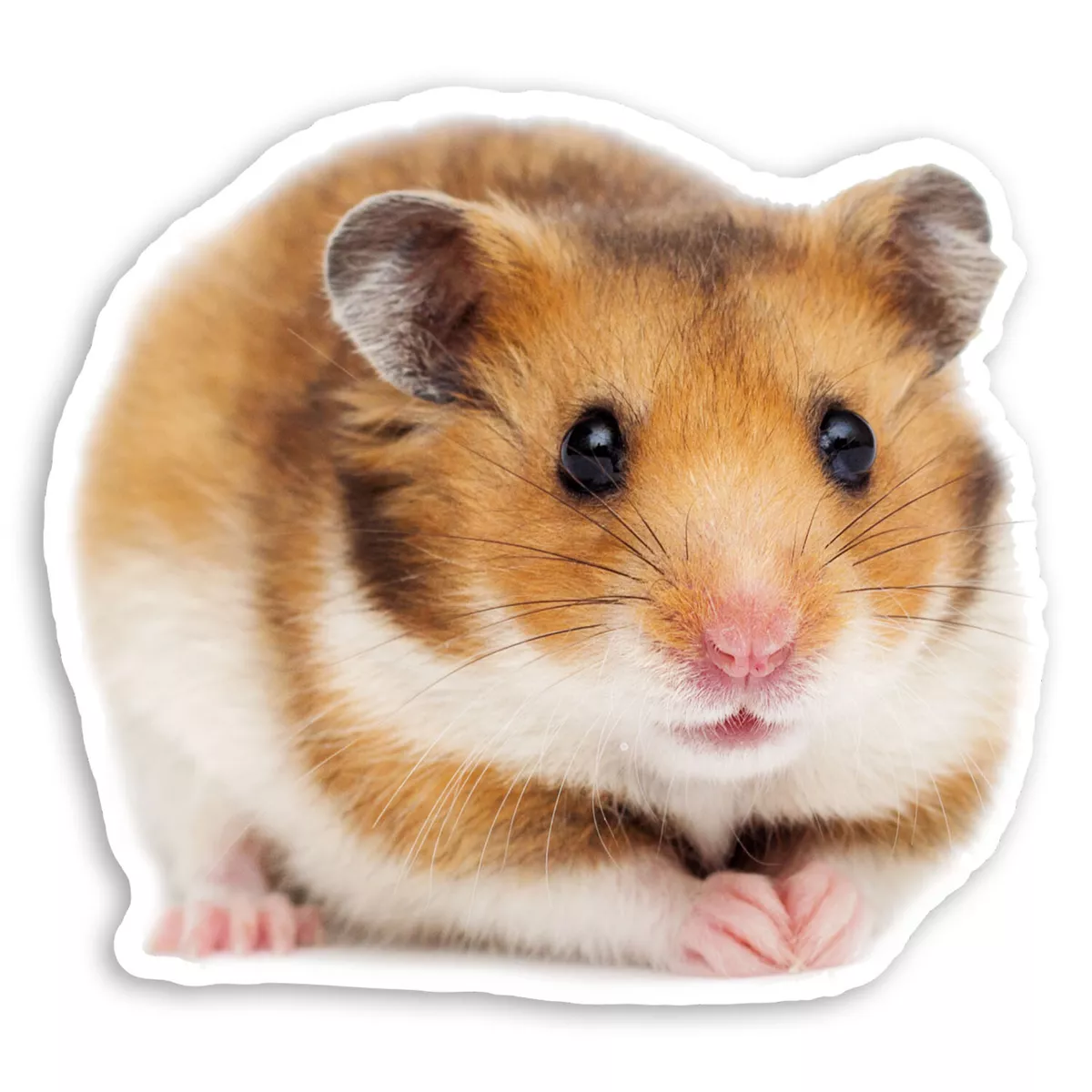 x hamster, hamster face,hamster life | Sticker