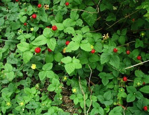 Suchergebnis Auf Amazon De Fr Gelbe Bodendecker