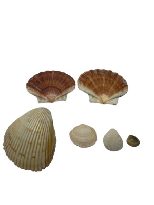 Lot Of 6 Natural Seashells Scalloped Half Clam Shell Décor Craft 4.5'' + 2''