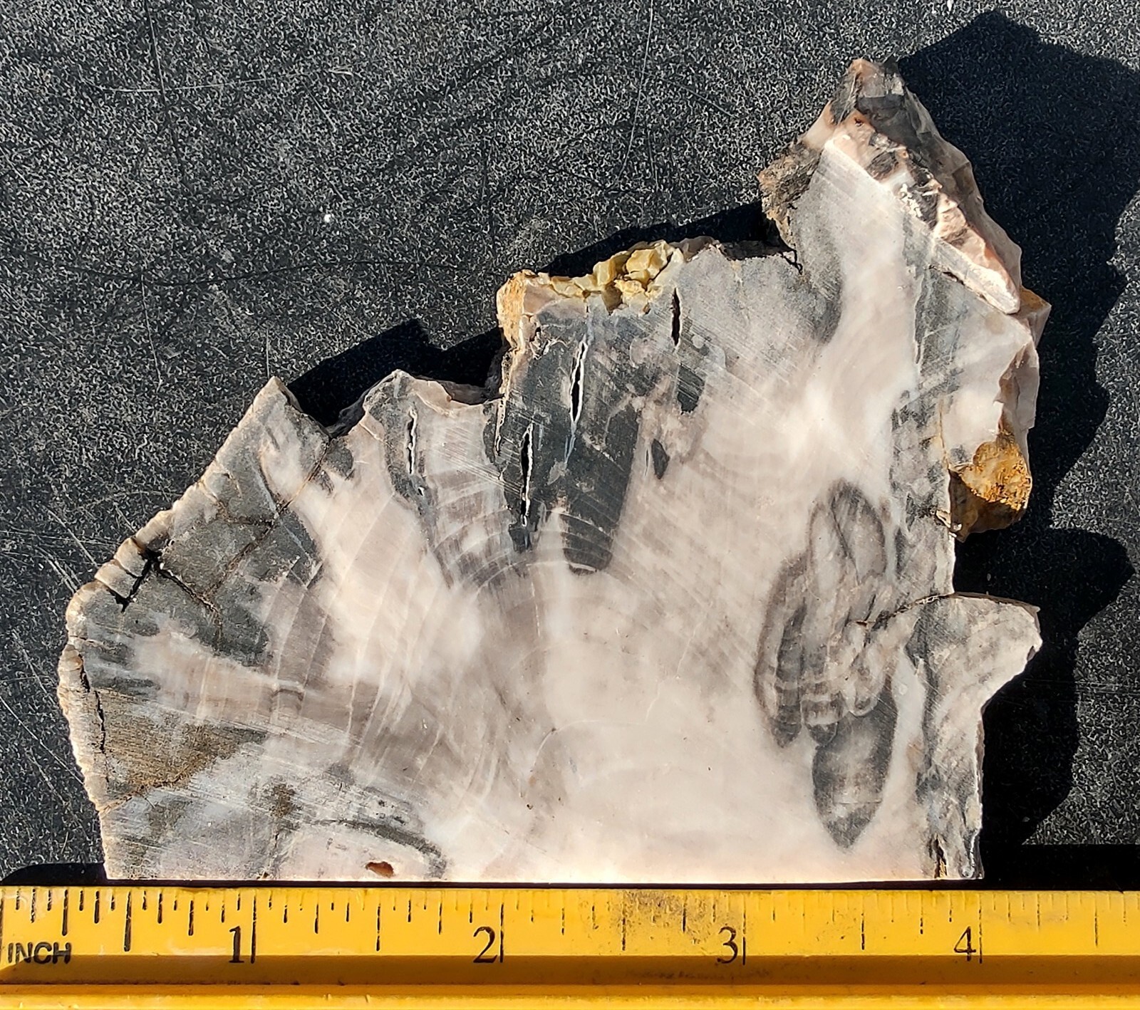 rawk11 Rare GABBS Petrified OPAL Wood slabCool PatternsVintage