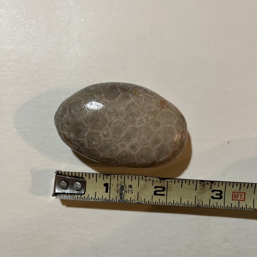 Genuine Michigan Polished Petoskey Stone - Set Of 3 - Hand Polished Fossil C2-3 - Picture 6 of 7