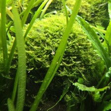 Ufermoos / Javamoos Aquascaping rilegabile adatto ai gamberetti diametro 20 cm 