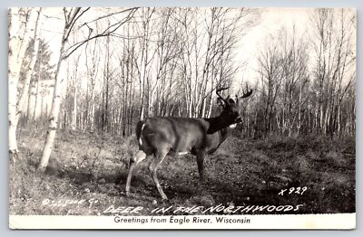 Real Photo Postcard~Big Buck Deer In Northwoods Eagle River Wisconsin~RPPC