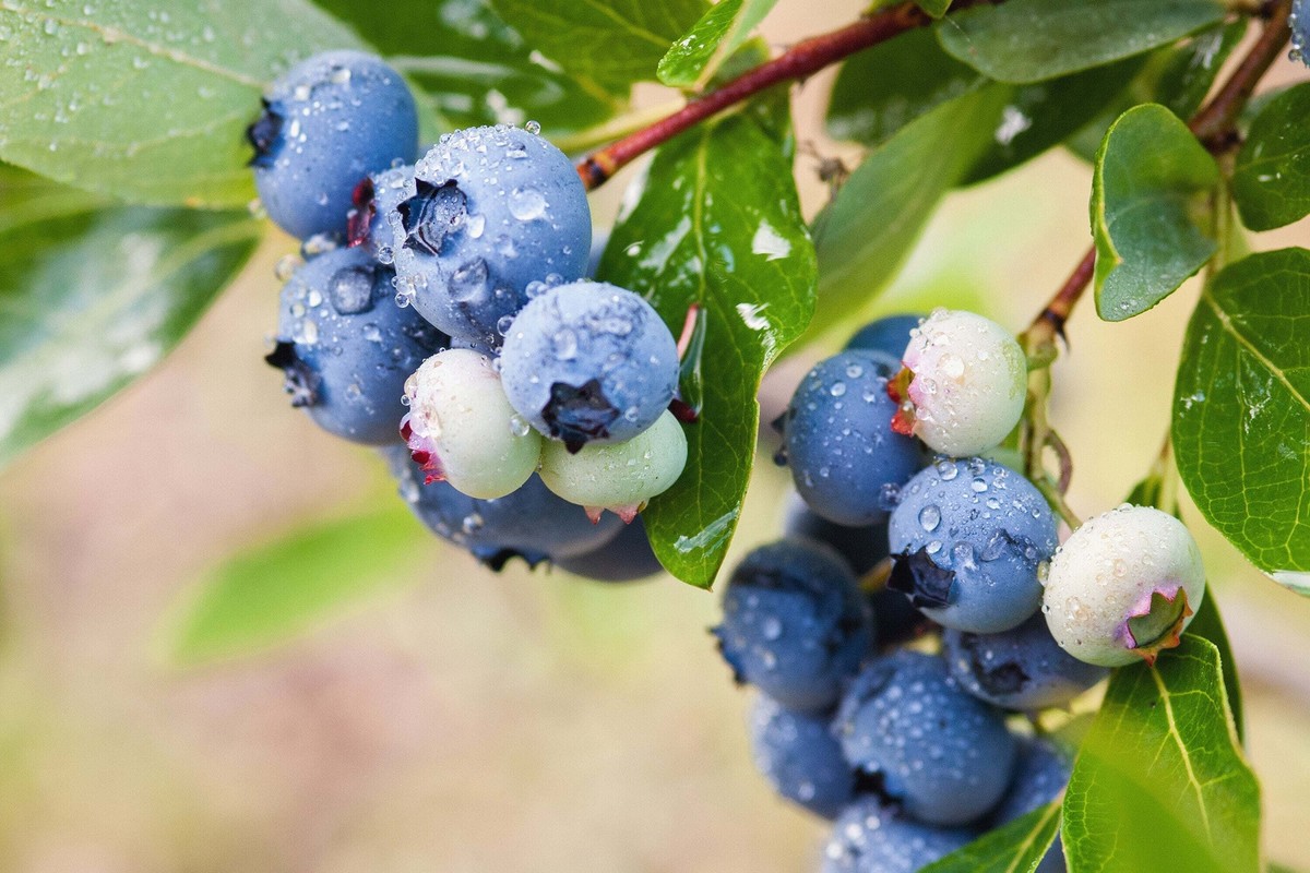 50 LOWBUSH BLUEBERRY Vaccinium Angustifolium Blue Berry Fruit