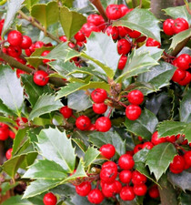 Stechpalme Ilex aquifolium Hecke  Pflanzen winterhart  um 15 cm 🌴Konvolut