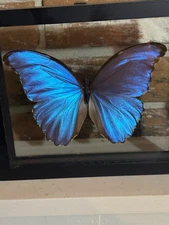 Raised In A Farm Only Used Fresh Dead Butterfly’s