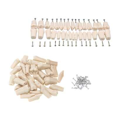 For Kilgore NISSIN 200/500 Type Dental Teeth Typodont Model Replacement Screw-in