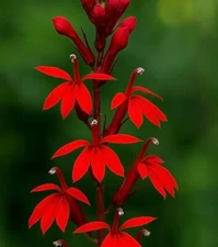 Red Cardinal Lobelia Flower Seedlings for Planting