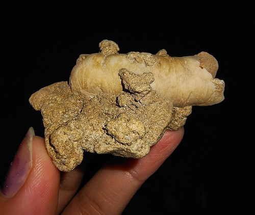 FÓSIL DE CAPARAZÓN DE MAR, TEREDINIDAE, MATRIZ FÓSIL DE GUSANO, DE JAVA, INDONESIA, 43 MM - Imagen 1 de 10