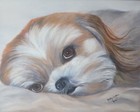 Shih Tzu Gallery Wrapped Canvas Giclee Print - Reduced