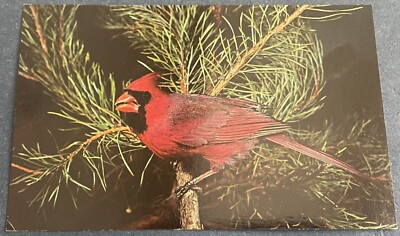 What is Wv State Bird: Discover the Iconic Cardinal Today