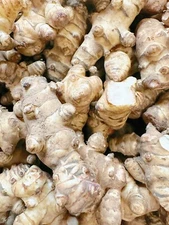 Wholesale Sunchokes: 20lb Jerusalem Artichoke - Individual Tubers For Planting
