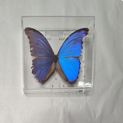Morpho Didius Iridescent BLUE Framed REAL BUTTERFLY **READ**