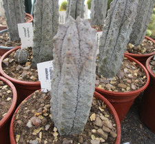 EUPHORBIA ABDELKURI -choice  8-12 cm tall.