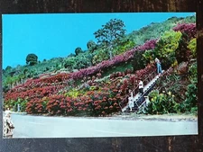 Machado Gardens, Kealakekua, HI, Na māla pua a Machado mā - 1955, Rough Edges