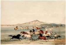 Wild Horses At Play - 1844 - Illustration Poster