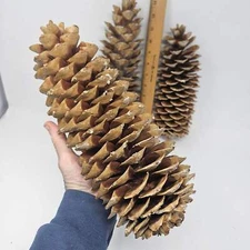 Multi Pack Sugar Pine Cones for Crafts and Decorations, 10-12 inches, Christmas