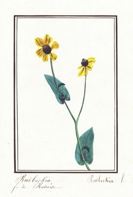Rudbeckia flower Blumen botany Botanik Aquarell watercolor drawing 1830