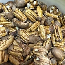 5 Lb Mammoth Pawnee Pecans FRESH Cracked, Small Farm Raised Sweet Northern Grown