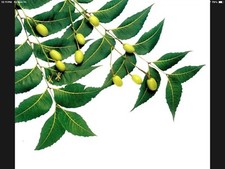 INDIAN NEEM LEAVES 30 CT STEMS FRESH PICKED BY ORDER NEEM PATRA LEAF