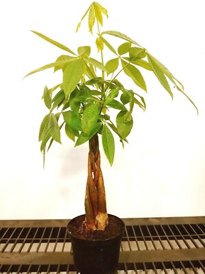 Money Tree / Feng Shui Plant / Good Luck Tree + FREE 1 Plant Food | eBay