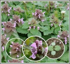 Purple Dead-Nettle Seeds ~Lamium purpureum~ Archangel Organic Deadnettle Henbit
