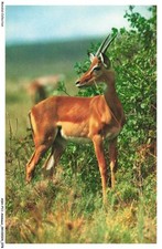 ASHP11-0700-ANIMAUX - N-3 - Gazelle für Oldtimer Fahrrad/Altes Fahrrad