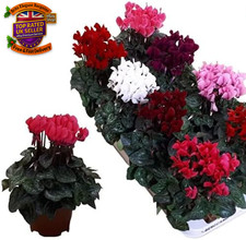 Cyclamen - Mixed - Garden Ready - 10.5Cm Pots (2)