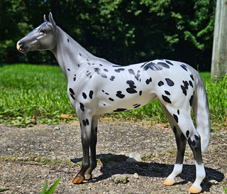 Breyer Matte Appaloosa Breyerfest 2024 Girl Run The World Surprise Model Horse