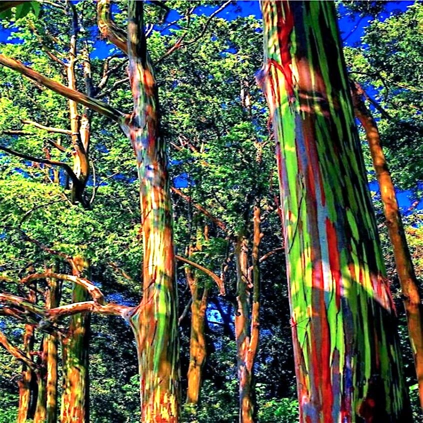 50 semillas de árbol de eucalipto arco iris goma Mindanao indonesia tropical rápida Foto 2 de 4