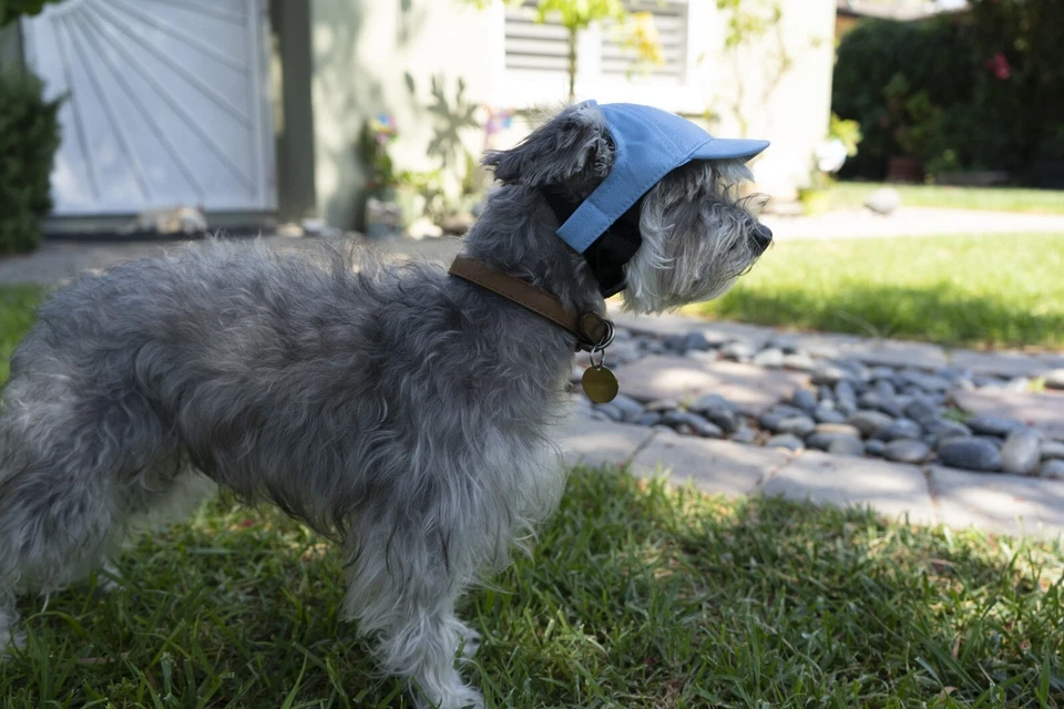 LA Dodgers Dog Baseball Hat - Baby Blue MLB, Los Angeles LA Hat for dogs S,M,L,X - Image 4 of 4