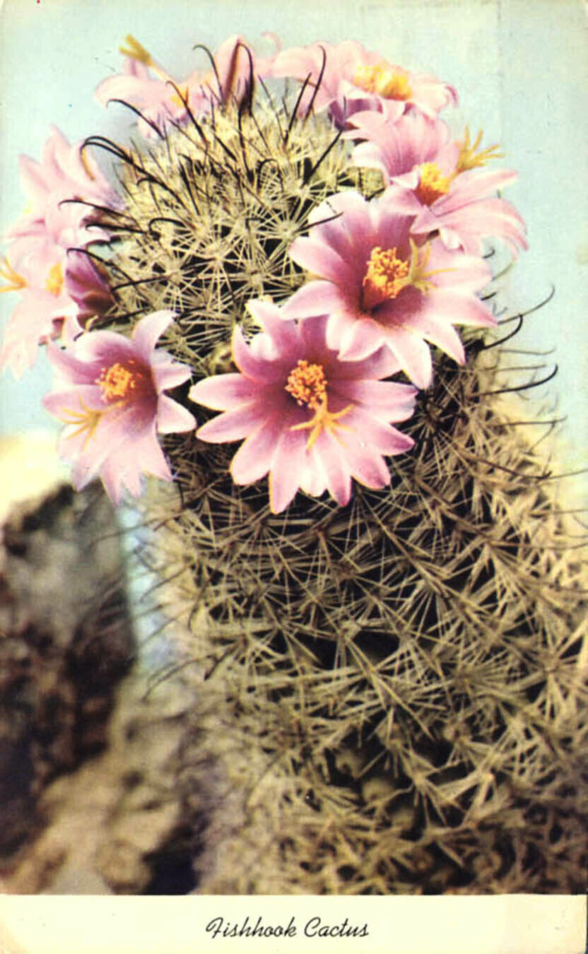 Fishhook Cactus with Flower 1954 Arizona Nature Plants Western Postcard