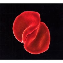 Scratch My Back (Special Edition) von Gabriel,Peter | CD | Zustand gut