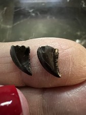 (2) Troodon Teeth-dinosaur fossil